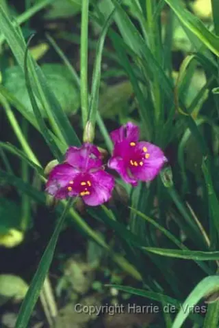 Tradescantia 'Satin Doll'
