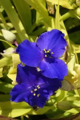 Tradescantia 'Sweet Kate'