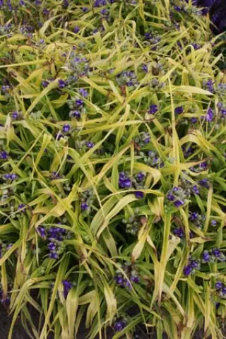 Tradescantia 'Sweet Kate'