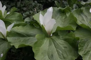 Trillium albidum