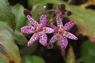Tricyrtis 'Blue Wonder'