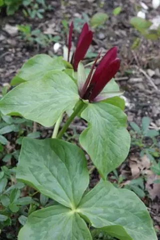 Trillium cuneatum