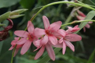 Tritonia disticha ssp. rubrolucens short red form