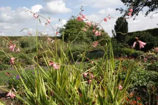 Tritonia disticha ssp. rubrolucens tall pink form