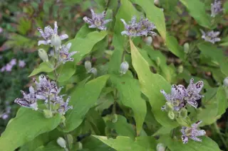 Tricyrtis 'Dr. Hiraos Strain'
