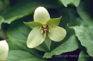 Trillium erectum