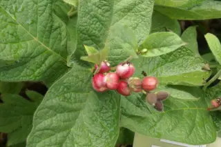 Triosteum erythrocarpum (syn. hirsutum)