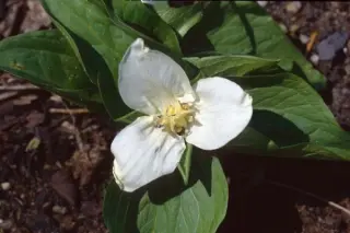 Trillium flexipes