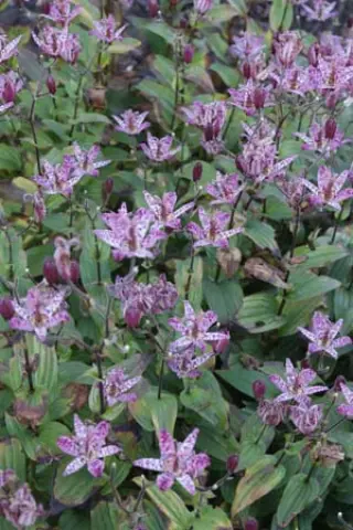 Tricyrtis formosana 'Dark Form'