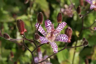 Tricyrtis formosana 'Empress'