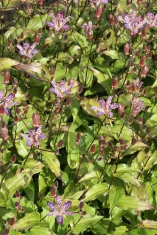Tricyrtis formosana 'Empress'