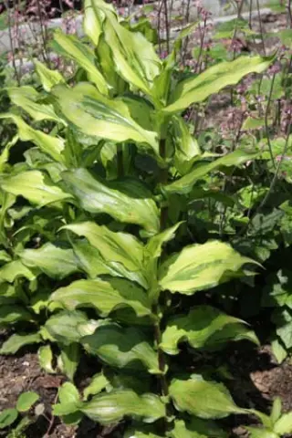 Tricyrtis formosana 'Kestrel'