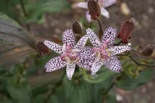 Tricyrtis formosana 'Pale Form'