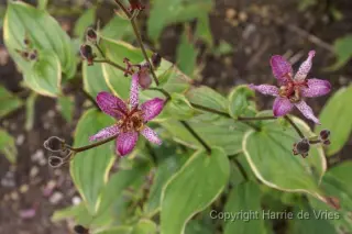 Tricyrtis formosana 'Samurai'