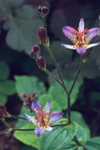 Tricyrtis formosana 'Seiryu'