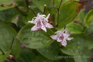 Tricyrtis formosana 'Shelley's'