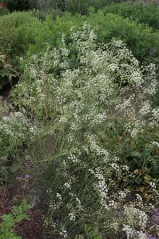 Trinia glauca