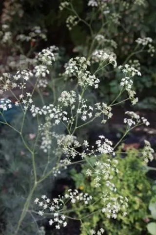 Trinia glauca