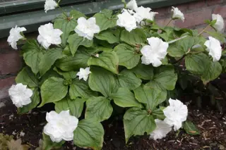 Trillium grandiflorum 'Flore Pleno'