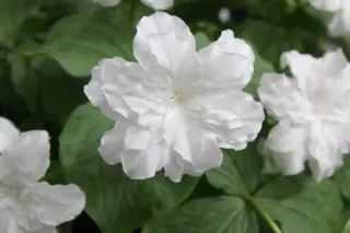 Trillium grandiflorum 'Flore Pleno'