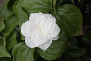 Trillium grandiflorum 'Snowbunting'