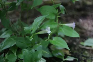 Tripterospermum sp. Hehehe 220