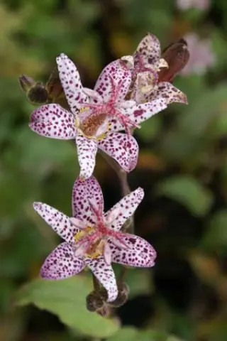 Tricyrtis hirta 'Matsukaze