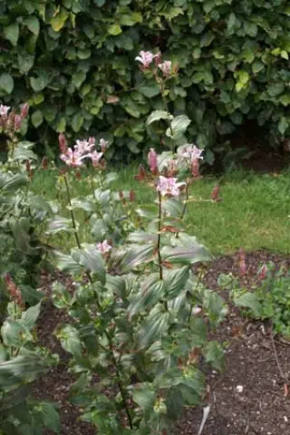 Tricyrtis hirta 'Matsukaze