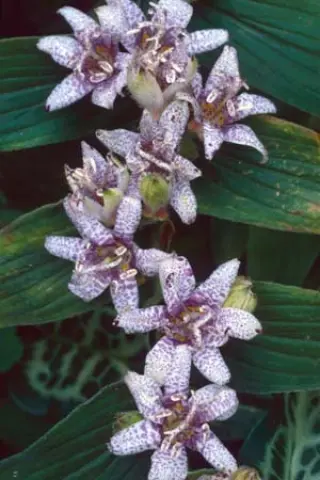 Tricyrtis hirta