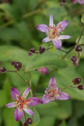Tricyrtis 'Hobane'