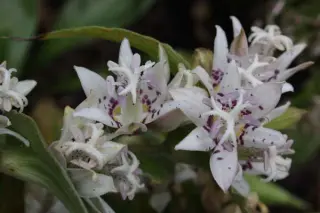 Tricyrtis 'Ikura'