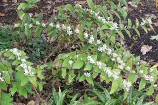 Tricyrtis 'Ikura'