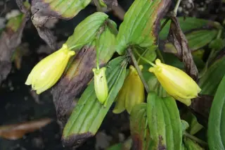 Tricyrtis ishiiana surugensis