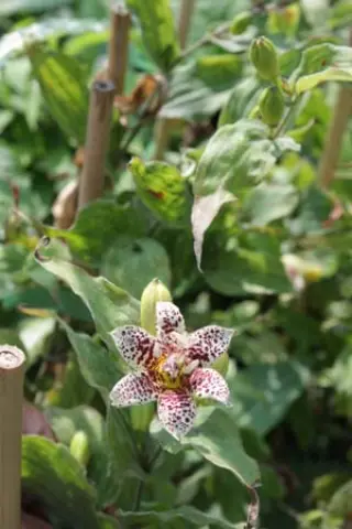 Tricyrtis 'Kohaku'