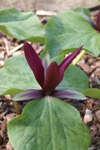 Trillium kurabayashii (bloeibaar)