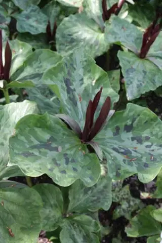 Trillium kurabayashii