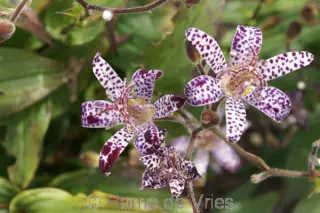 Tricyrtis lasiocarpa