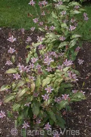 Tricyrtis lasiocarpa