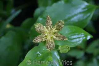 Tricyrtis latifolia 'Japanse Hybr.'