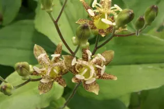 Tricyrtis latifolia 'Japanse Hybr.'