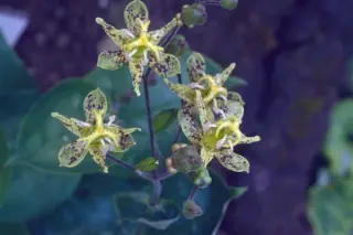Tricyrtis latifolia (puberula ex China)