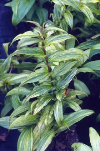 Tricyrtis 'Lightning Strike'