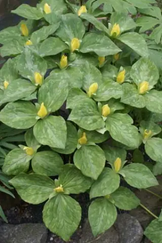 Trillium luteum