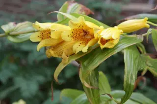 Tricyrtis macrantha macranthopsis