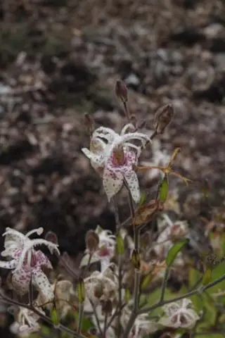 Tricyrtis macropoda (syn. dilatata)
