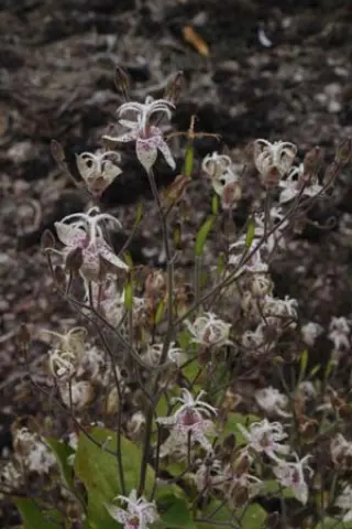 Tricyrtis macropoda (syn. dilatata)