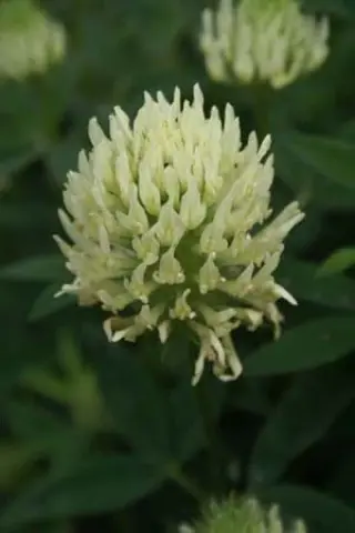 Trifolium ochroleucon