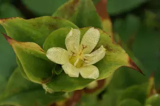 Tricyrtis oshumiensis