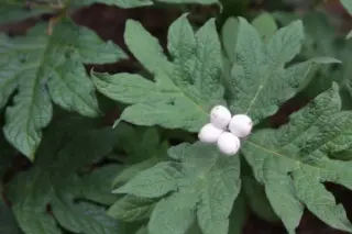 Triosteum pinnatifidum (rosthornii)