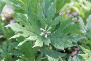 Triosteum pinnatifidum (rosthornii)